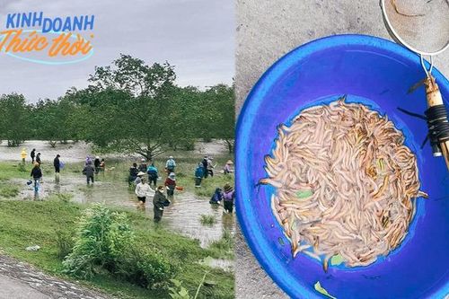 Huy động gia đình lội nước ngày lạnh, bắt 'lộc trời' thu về cả triệu đồng/ngày