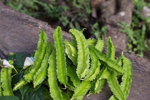Đậu rồng và những công dụng bất ngờ