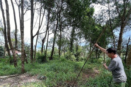 Cơ sở thu mua mủ cao su gây ô nhiễm khu dân cư