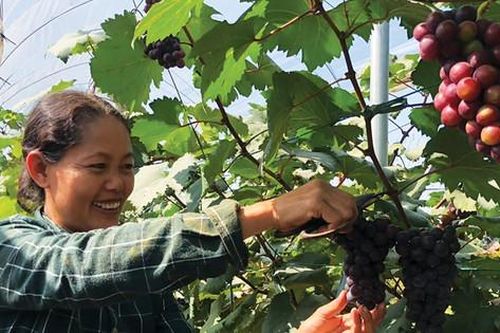 Chuyển đổi số hướng tới nền nông nghiệp hiện đại