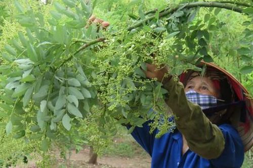 Nhiều cơ chế, chính sách, nguồn lực để đẩy mạnh phát triển, nâng cao chất lượng dược liệu Việt