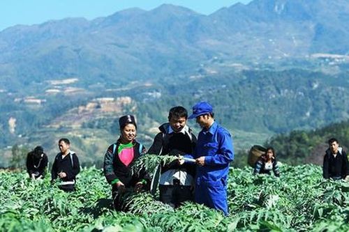 Chuyển dịch cơ cấu kinh tế theo hướng trồng, chế biến cây dược liệu cần được nhân rộng