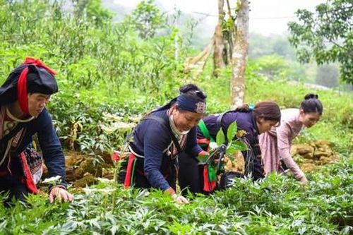 Hình thành hệ thống 'chuỗi giá trị' phát triển dược liệu quý vùng dân tộc thiểu số và miền núi