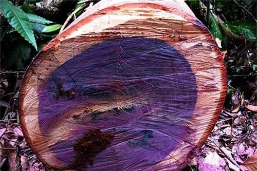 5 loại gỗ đắt nhất thế giới: Một loại có nhiều ở Việt Nam
