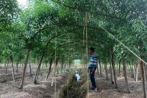 Các vườn đào tất bật chăm sóc cây, chuẩn bị phục vụ Tết