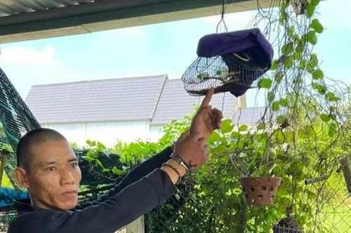Đi bẫy chim, nam thanh niên không may gặp nhóm cướp