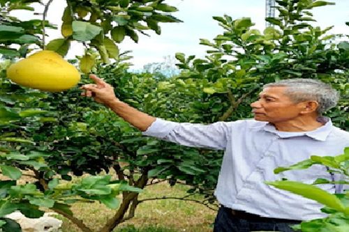 Ngồi nhà tưới 2ha bưởi, tranh thủ lên sàn thương mại tìm đầu ra cho nông sản