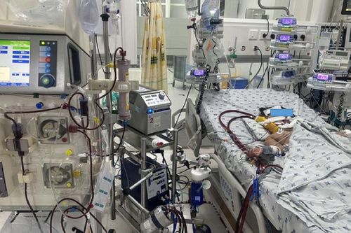 Gió thổi làm rơi tổ ong, hai anh em bị ong đốt nguy kịch