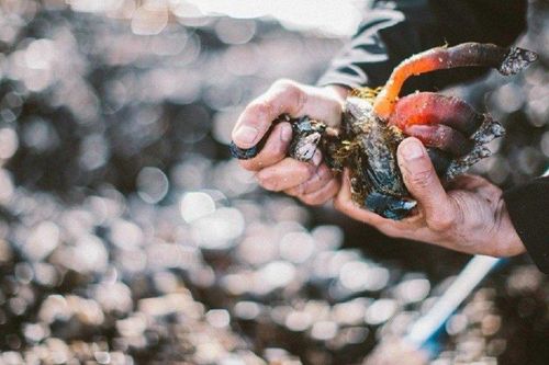 'Lộc trời' ở biển nhìn sợ khiếp vía, tiền triệu 1 kg, chưa ai nuôi được