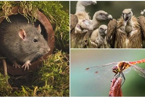 7 sinh vật gắn liền với cái chết: 1 loại được cho là đã giết chết 25 triệu người trong vòng 5 năm