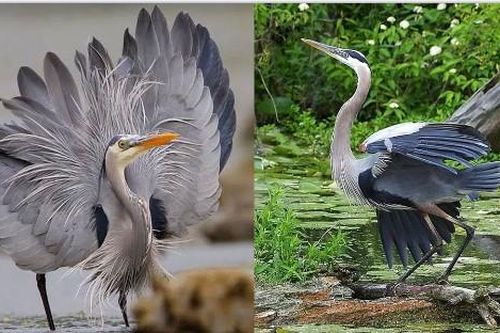Loài chim được mệnh danh là 'sát thủ' săn mồi cá mập, có thể nuốt chửng cá sấu?