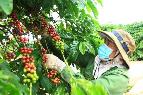 Cà phê Việt có gặp khó bởi quy định chống phá rừng của EU?