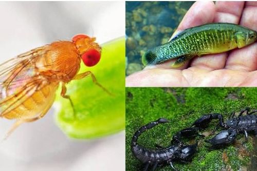 5 loài động vật vẫn sống tốt trên Trái đất dù thảm họa hạt nhân xảy ra, 1 loài rất phổ biến ở Việt Nam