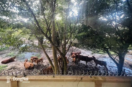 Đã di dời chuồng bò sát trường học