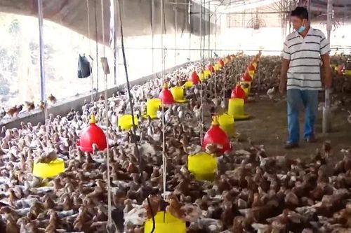 Tổng đàn gia súc, gia cầm của Đồng Nai giảm mạnh