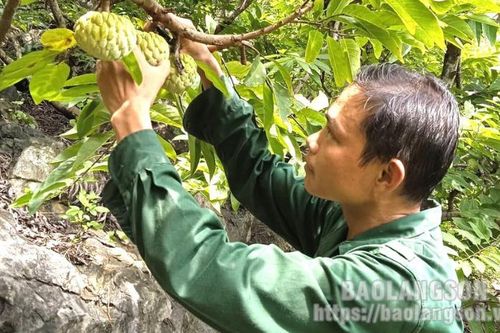 Hội Nông dân xã Y Tịch: Điểm tựa giúp nông dân phát triển kinh tế