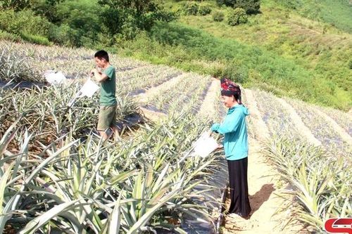 Mường Sại nỗ lực giảm nghèo