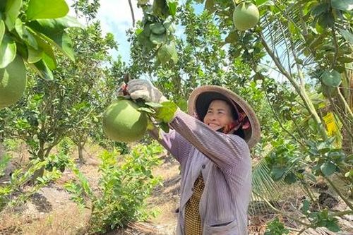 Thúc đẩy chuỗi giá trị nông sản chủ lực đưa Mỏ Cày Bắc 'chạy nước rút' huyện nông thôn mới