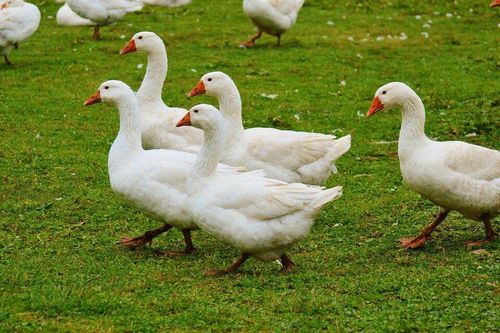 Bí quyết nhổ lông vịt dễ dàng