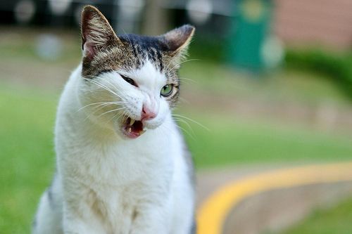 Được án treo vì ở nhà còn nuôi mèo
