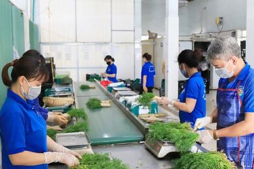 Các hợp tác xã liên kết sản xuất chuỗi: Hướng đi bền vững