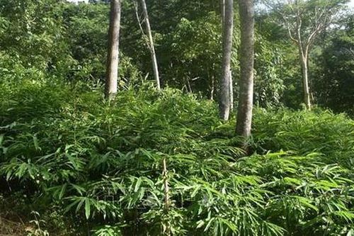 Thúc đẩy phát triển trồng, chế biến, tiêu thụ sản phẩm và bảo tồn dược liệu bằng cách nào?