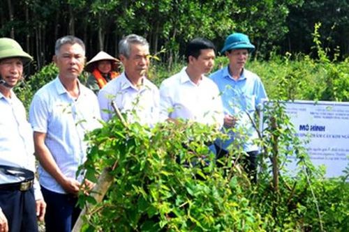 Bảo tồn, nhân giống cây dược liệu quý ở Ninh Bình