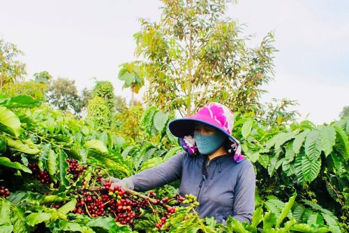 Nhiều triển vọng cho ngành cà phê