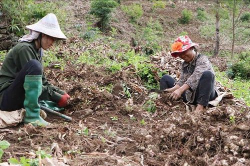 Dong riềng được mùa được giá