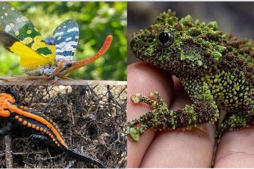 10 loài động vật kỳ quái 'trời ban' cho Việt Nam: Số 1 nhìn là mất ngủ, số 5 là 'sát thủ dễ thương'