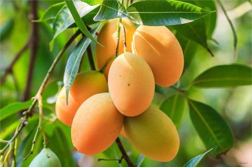Có nên trồng cây xoài trước cửa nhà không?