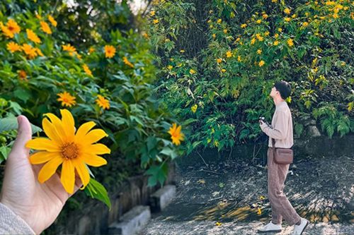 Ngây ngất sắc hoa dã quỳ nhuộm vàng những cung đường tuyệt mỹ ở Ba Vì