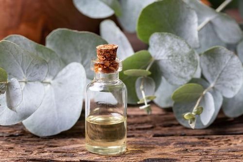 Dầu khuynh diệp trị viêm họng, cảm lạnh và nhiều công dụng khác