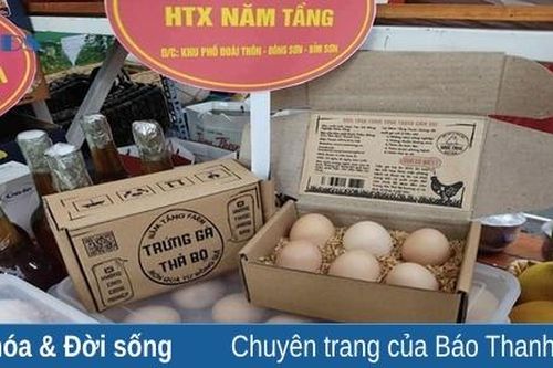 Chàng kỹ sư bỏ phố về quê gắn bó với gà 'đẻ trứng vàng'