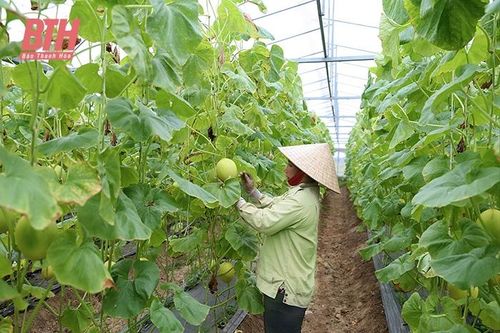 Phát huy vai trò của các mô hình kinh tế tập thể
