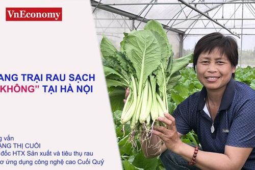 Làm giàu nhờ trang trại rau hữu cơ '5 không'