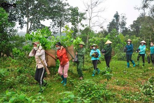 Đóng cửa rừng tự nhiên đến năm 2030, kinh tế lâm nghiệp trông hoàn toàn vào rừng trồng