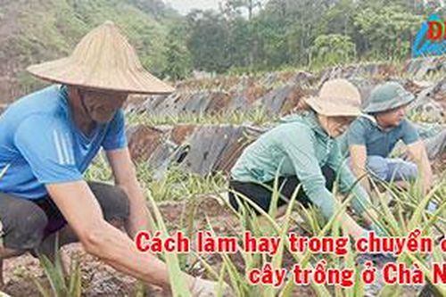 Cách làm hay trong chuyển đổi cây trồng ở Chà Nưa