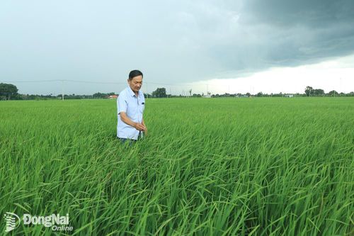 21,5 ngàn ha cây trồng có nước tưới vào mùa khô