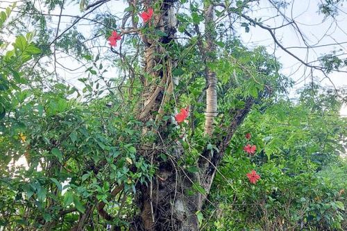 Cây bồ kết lưu giữ ký ức