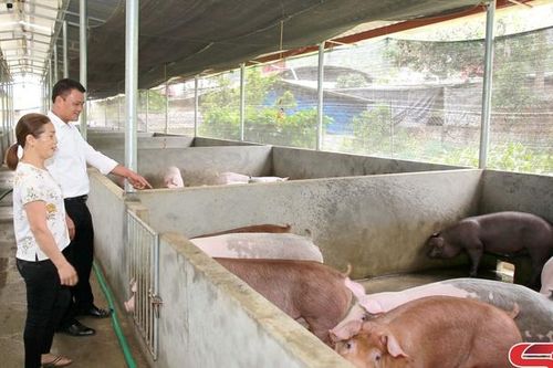 Phù Yên chủ động phòng, chống đói, rét cho đàn vật nuôi