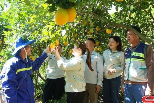 Tham quan, học tập kinh nghiệm sản xuất tại huyện Mộc Châu