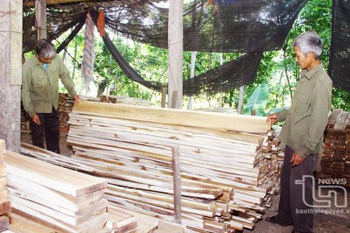 Trồng rừng sản xuất tạo sinh kế cho người dân vùng khó