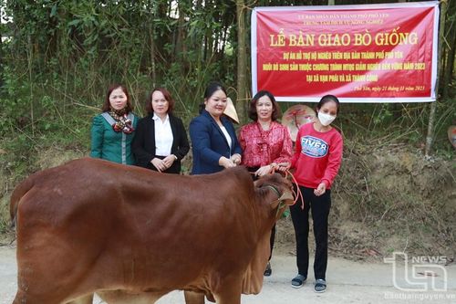 Hỗ trợ 28 con bò giống cho hộ nghèo, cận nghèo