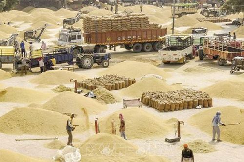 Ấn Độ khả năng sẽ duy trì lệnh cấm xuất khẩu gạo trong năm 2024