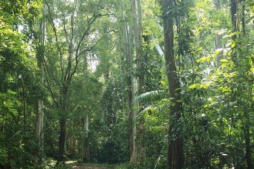 Lâm Đồng được chọn thí điểm dự án Carbon và phục hồi cảnh quan