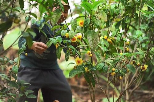 Ba Chẽ mạnh mẽ đi lên trong xây dựng nông thôn mới