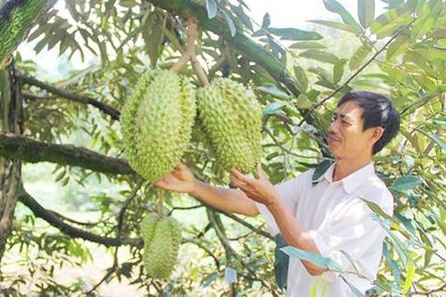 Nông dân Đạ Huoai thắng lớn với nông nghiệp hiện đại
