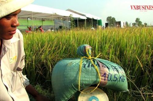 Bao giờ đạt mục tiêu tăng lợi nhuận trên 35% cho nông dân trồng lúa?
