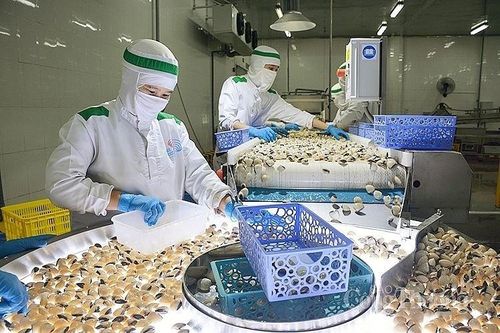 4 vùng nuôi đạt chứng nhận ASC, nghêu Việt Nam có nhiều cơ hội xuất khẩu